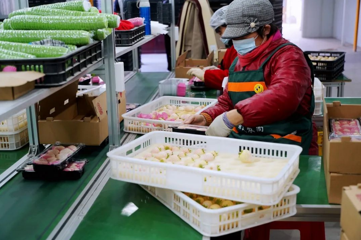 蜜蜂致富养殖视频_养殖蜜蜂 致富经_蜜蜂养殖项目