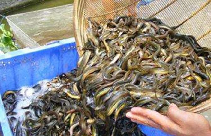 致富泥鳅养高密度鱼好吗_泥鳅高密度养殖_致富经高密度养泥鳅