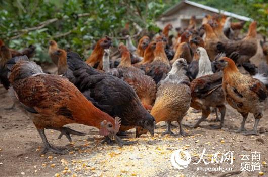 致富经养殖狗_养殖坎高犬的致富经_致富经养犬视频全集