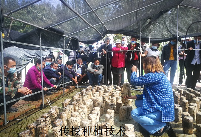 黑目耳及银耳人工种植_黑目耳种植技术_黑木耳种植技术