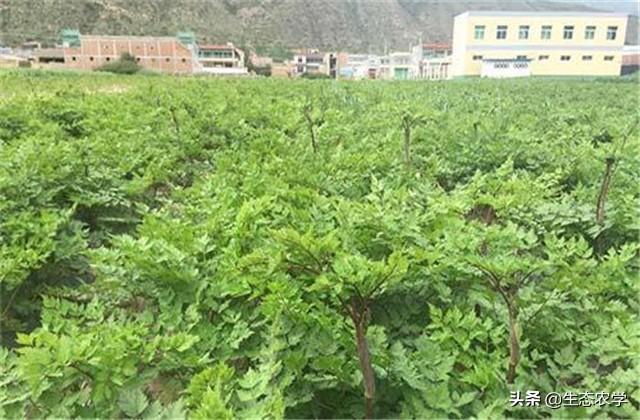 当归的高产种植技术_当归高产种植技术要点_当归种植技术条件及亩收益