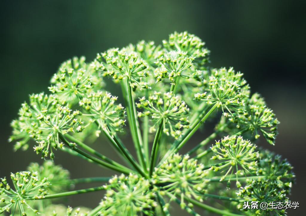当归的高产种植技术_当归高产种植技术要点_当归种植技术条件及亩收益