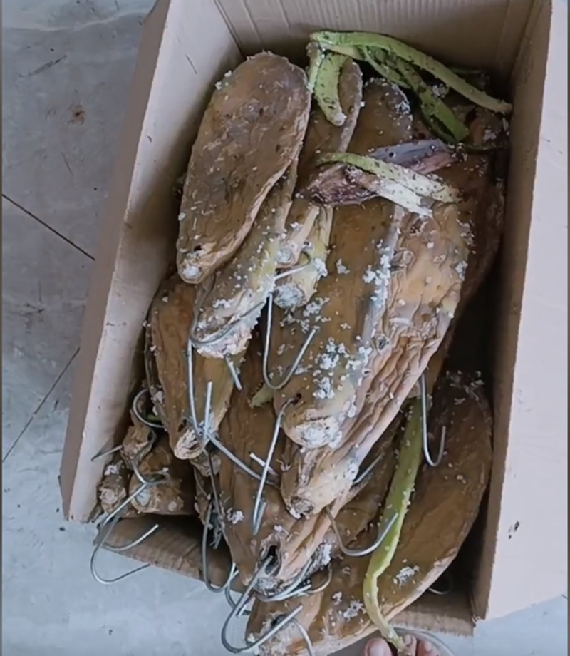 农村养殖致富虫_致富经养虫子鸡视频全集_致富经昆虫养殖