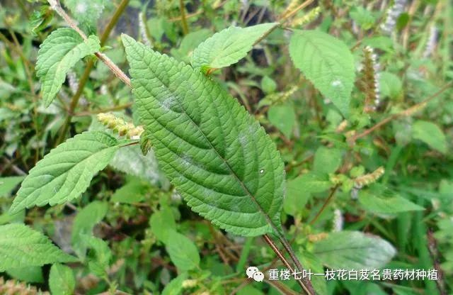 致富经鲜花饼_致富经花生_致富经吃花