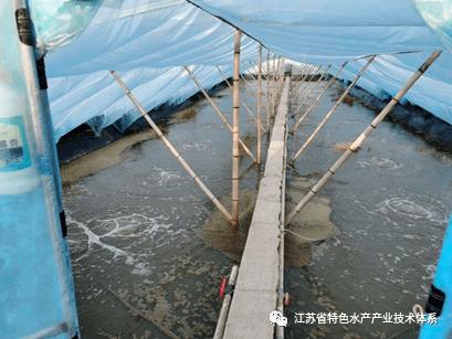 养虾小棚的建造图_小棚虾养殖_棚里养殖虾的技术