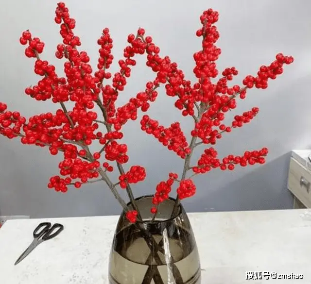 北美致富种植冬青视频_北美冬青种植致富_北美致富种植冬青图片