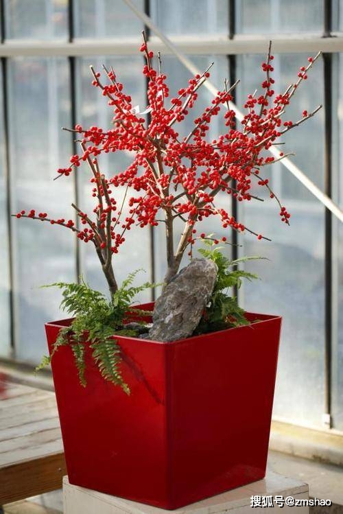 北美冬青种植致富_北美致富种植冬青图片_北美致富种植冬青视频