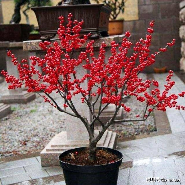 北美致富种植冬青图片_北美冬青种植致富_北美致富种植冬青视频