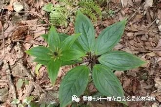 致富经花生_致富经吃花_致富经鲜花饼