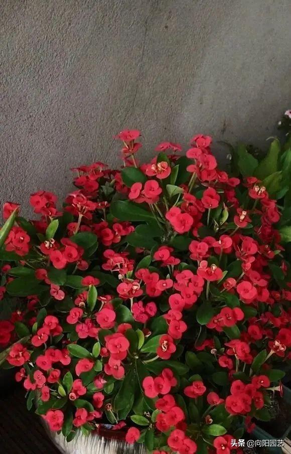 红花难人工种植技术视频_红花难人工种植技术有哪些_红花人工种植技术难