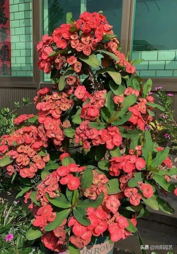 红花难人工种植技术有哪些_红花难人工种植技术视频_红花人工种植技术难