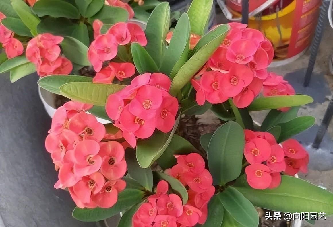 红花难人工种植技术有哪些_红花难人工种植技术视频_红花人工种植技术难