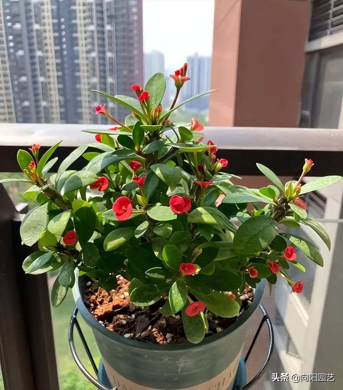 红花难人工种植技术视频_红花难人工种植技术有哪些_红花人工种植技术难