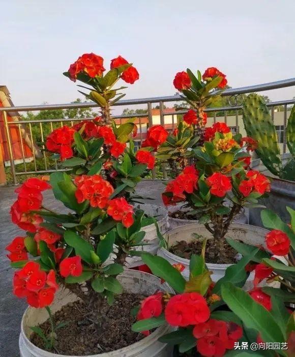 红花难人工种植技术视频_红花人工种植技术难_红花难人工种植技术有哪些