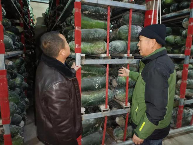 冬瓜种植技术和管理_冬瓜种植技术与管理视频教程_冬瓜种植技术