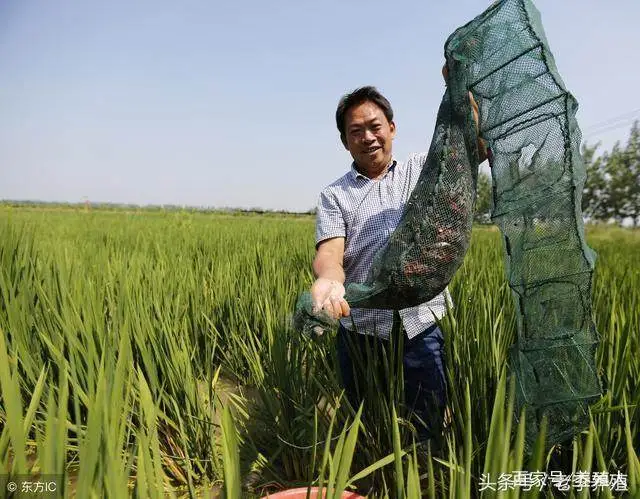 小龙虾养殖需要什么环境条件？