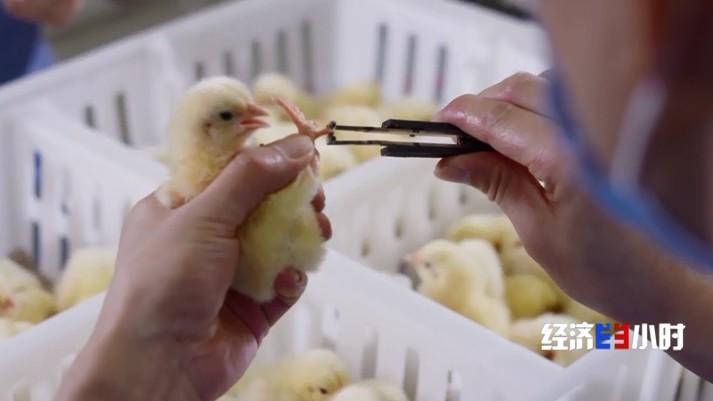 小尾寒羊养殖致富_养殖业小尾寒羊_养小尾寒羊赚钱吗