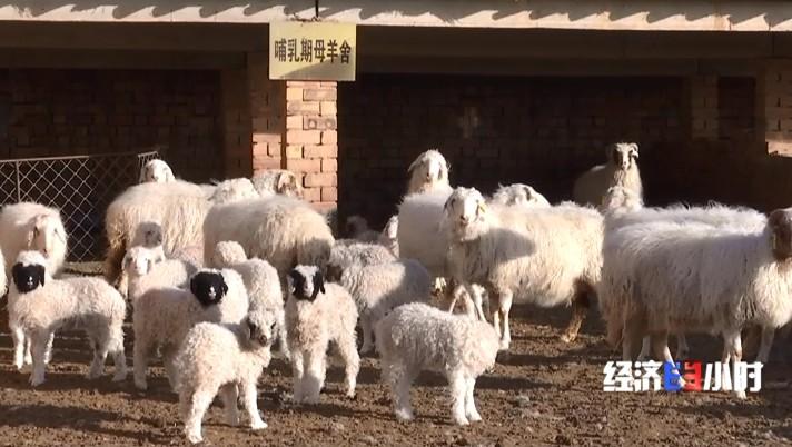 养殖业小尾寒羊_小尾寒羊养殖致富_养小尾寒羊赚钱吗