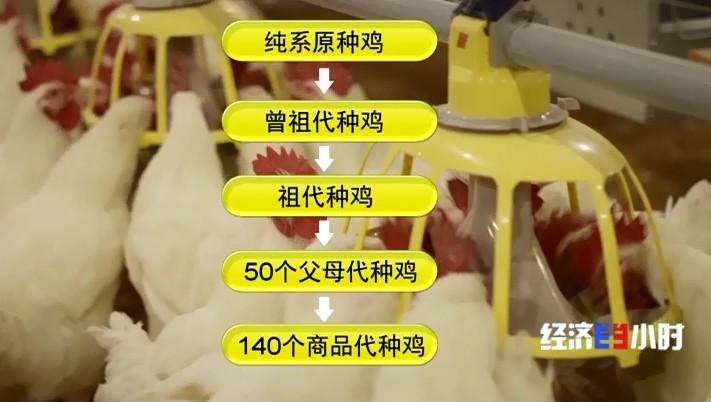 小尾寒羊养殖致富_养小尾寒羊赚钱吗_养殖业小尾寒羊