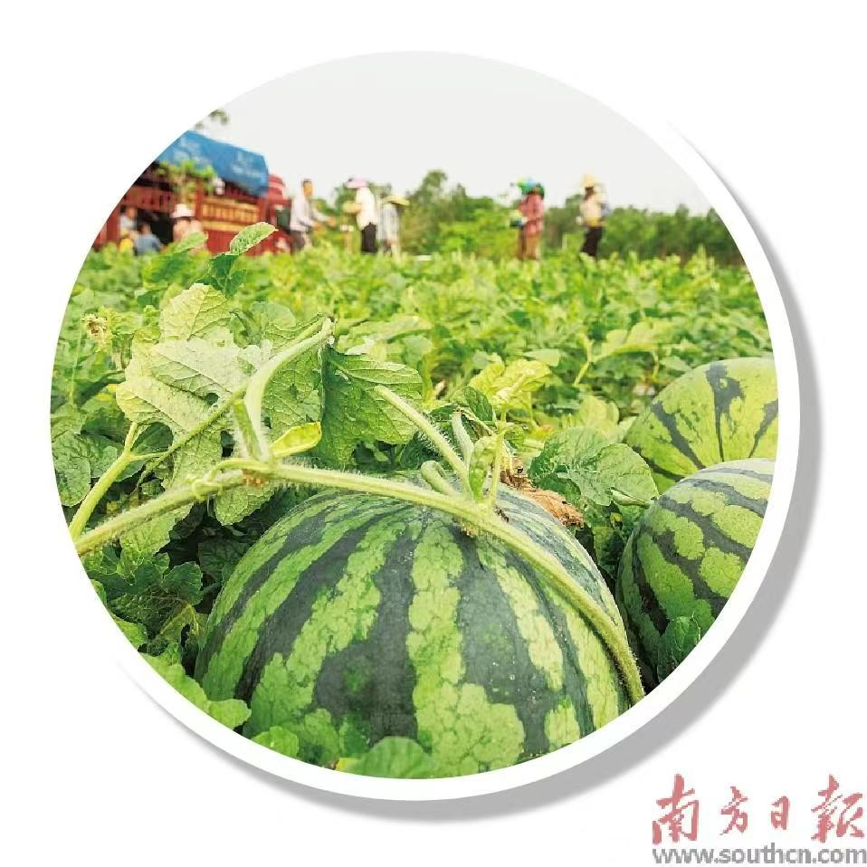 如何养殖塘角鱼_本地塘角鱼养殖技术视频_塘角鱼养殖技术视频