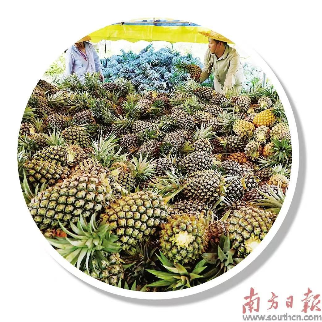塘角鱼养殖技术视频_如何养殖塘角鱼_本地塘角鱼养殖技术视频