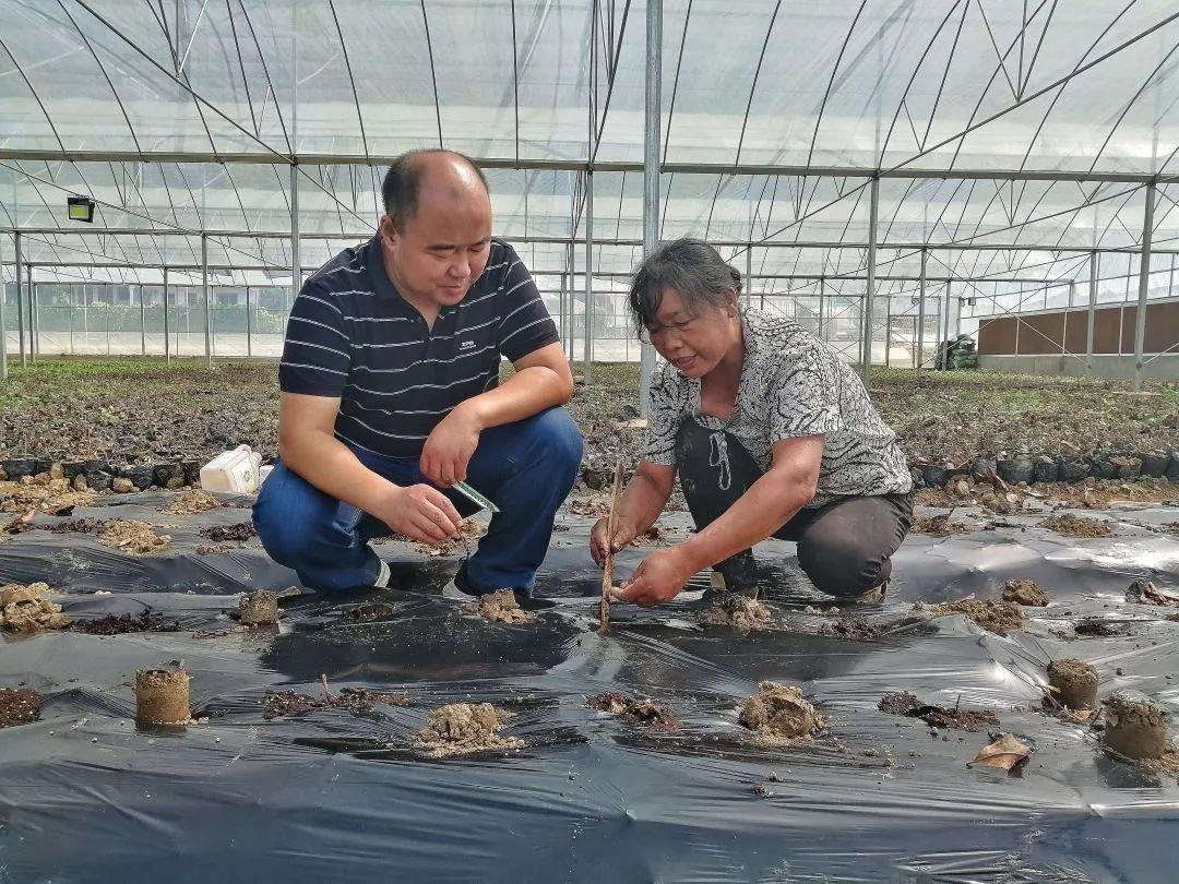 农民种植木耳致富事迹材料_木耳种植的经济效益_种植木耳赚钱吗