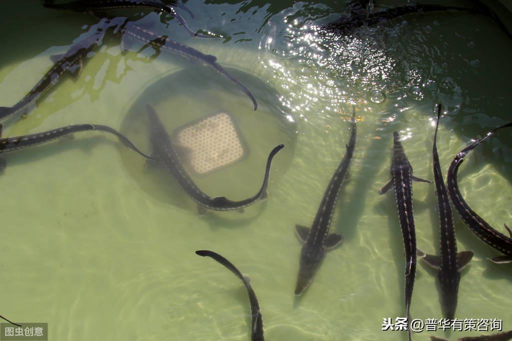 养殖大鲵技术大全_大鲵养殖技术视频_大鲵养殖条件
