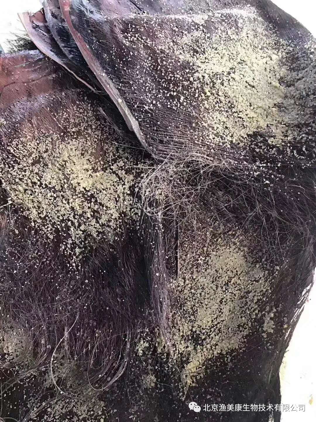 青鱼水花苗吃什么饵料_青鱼水花一年长多大_青鱼水花养殖技术视频