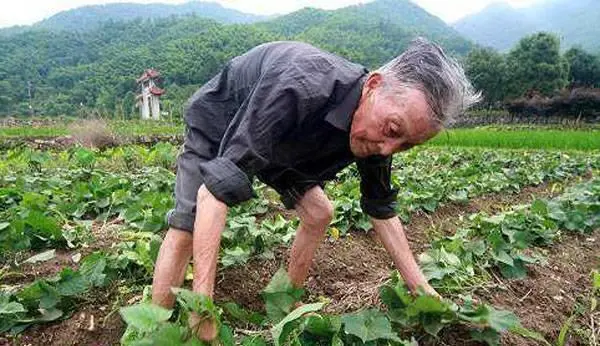 致富栏目种植靠什么赚钱_致富经种菜视频_致富经栏目靠种植致富