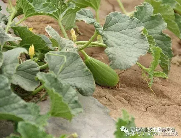 甜瓜大棚种植技术_大棚种植甜瓜技术要求_种大棚甜瓜效益怎么样