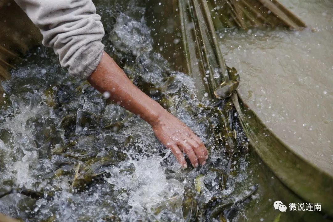 致富经黄颡鱼繁殖视频_黄颡鱼繁殖技术视频_黄颡鱼养殖视频播放