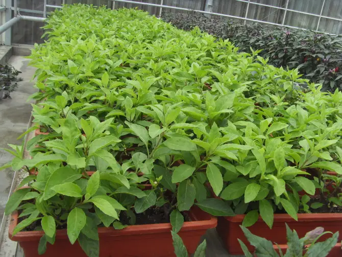 致富好项目 种植盆栽菜 - 富硒帮 - 富硒帮物理农业博客