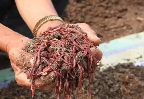 致富经养牛加牛粪利用_养牛场牛粪可以用什么设备处理_用牛粪养猪成功案例