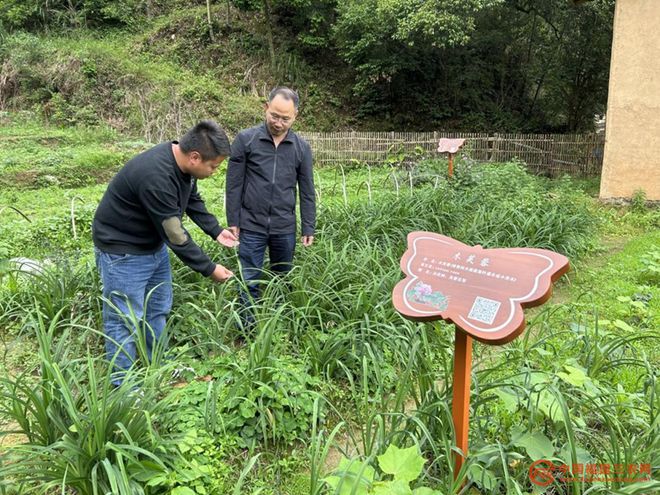 黑花生种植致富_黑花生种植条件_黑花生种植技术