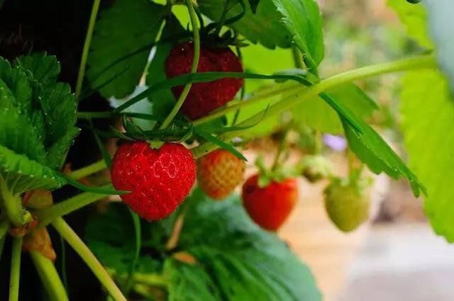 哈密瓜花盆种植方法_哈密瓜盆栽种植技术_哈密瓜种植教程