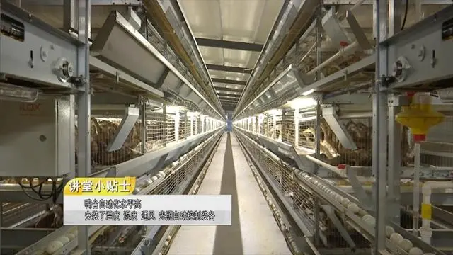 致富养殖家禽技术有哪些_致富养鸡_家禽养殖致富技术