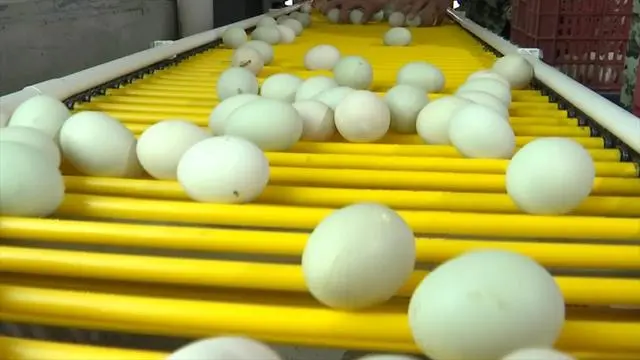 致富养鸡_家禽养殖致富技术_致富养殖家禽技术有哪些