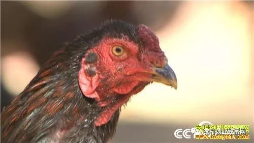 致富经斗鸡养殖_养殖斗鸡赚钱吗_致富养殖斗鸡视频