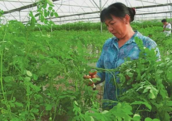 农民种植的这种树，种子一斤卖800元，农民种一次能收获20年