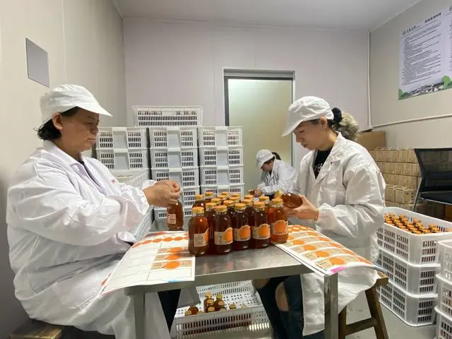 种植树枇杷技术大师是谁_大枇杷树的种植技术_枇杷树种植技术视频