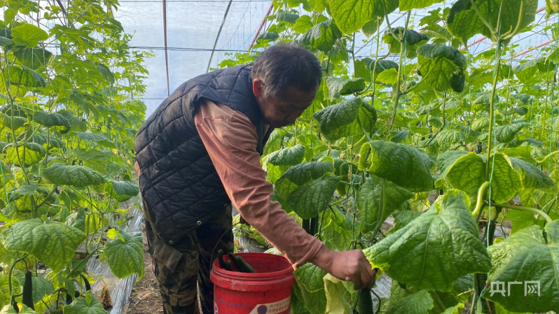 新疆和硕：大棚黄瓜“抢鲜”上市  助农增收笑开颜