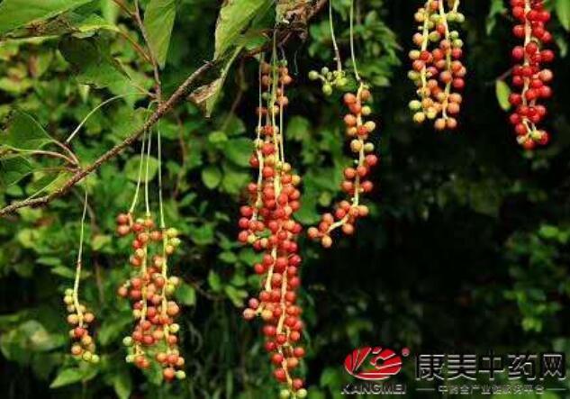 五味子栽培与种植技术_五味子的栽培技术_如何种植五味子