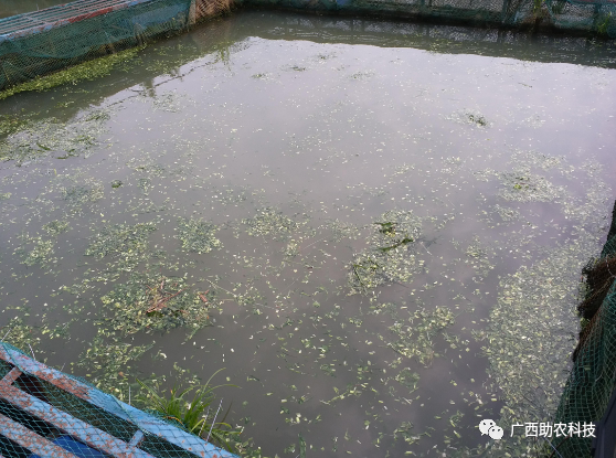 南方草鱼养殖技术视频_草鱼养殖视频教程_视频养殖南方草鱼技术大全