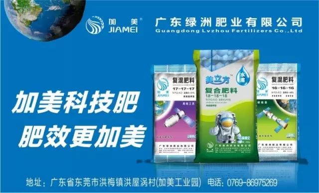 年产值12亿元！沙糖桔成西林“脱贫致富果”