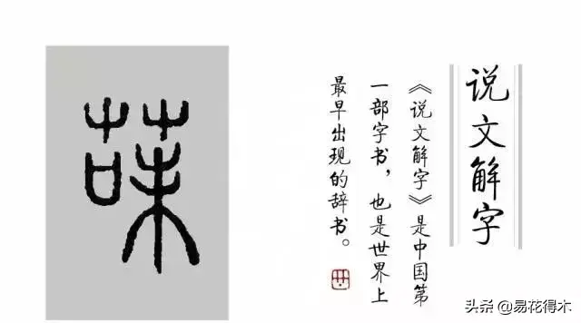 五味子栽培与种植技术_栽培种植五味子技术与管理_栽培种植五味子技术要点