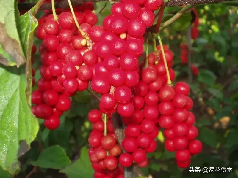 栽培种植五味子技术要点_栽培种植五味子技术与管理_五味子栽培与种植技术