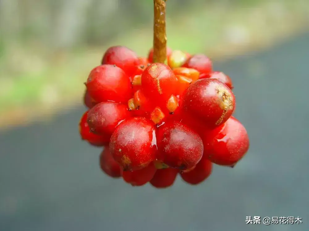 五味子栽培与种植技术_栽培种植五味子技术与管理_栽培种植五味子技术要点