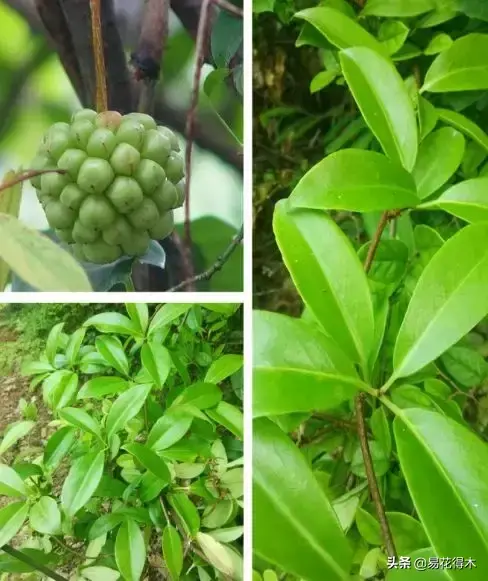 栽培种植五味子技术要点_五味子栽培与种植技术_栽培种植五味子技术与管理