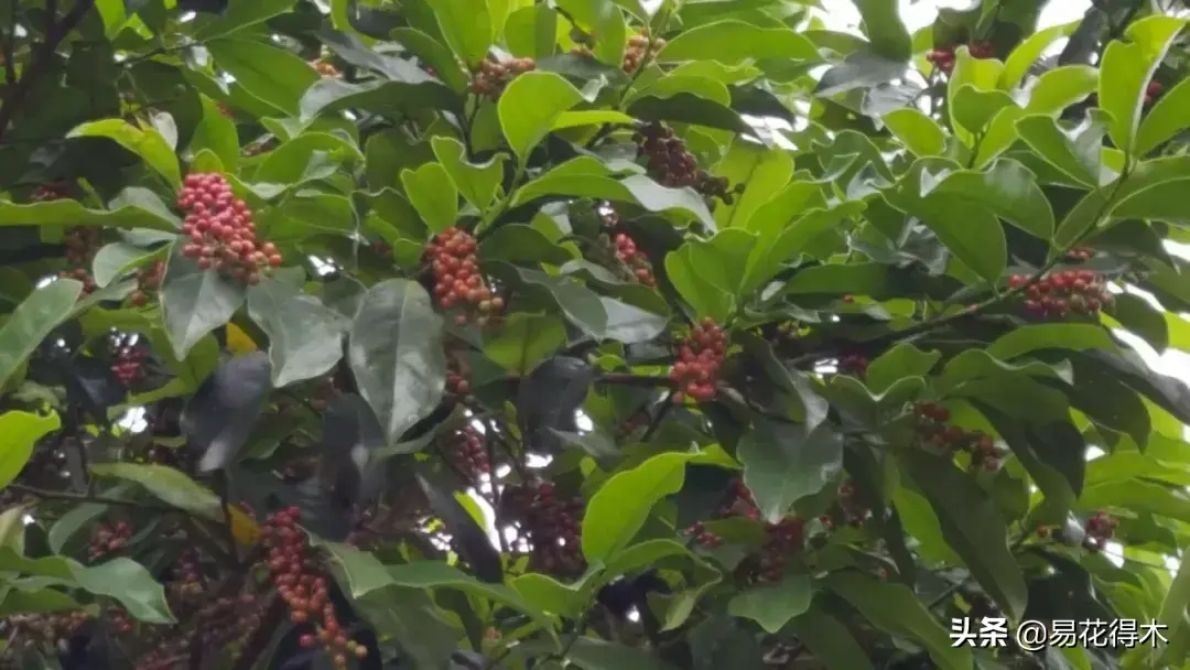 五味子栽培与种植技术_栽培种植五味子技术与管理_栽培种植五味子技术要点