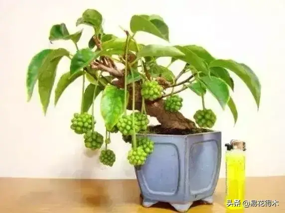 栽培种植五味子技术要点_栽培种植五味子技术与管理_五味子栽培与种植技术